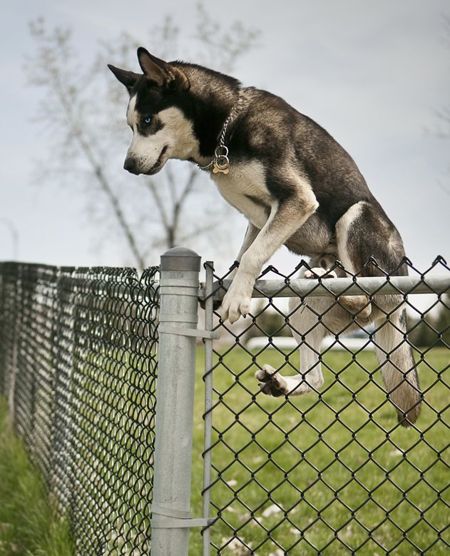 how do i keep my dog from climbing the fence