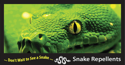Green snake with the words: don't wait to see a snake.