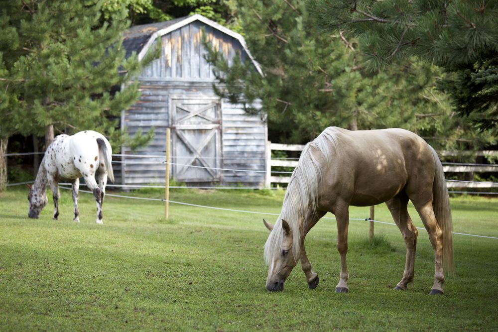 Horses in paddock with two strands of electric fence poly-tape.