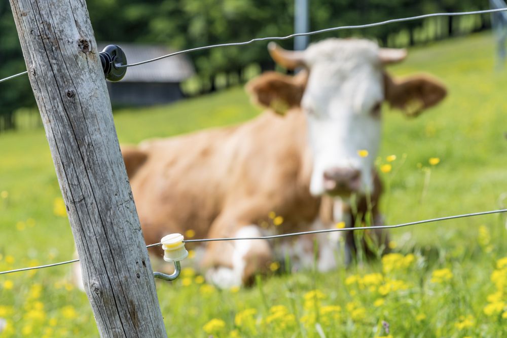 Cow sitting on grass with two electric fence wires and insulators.