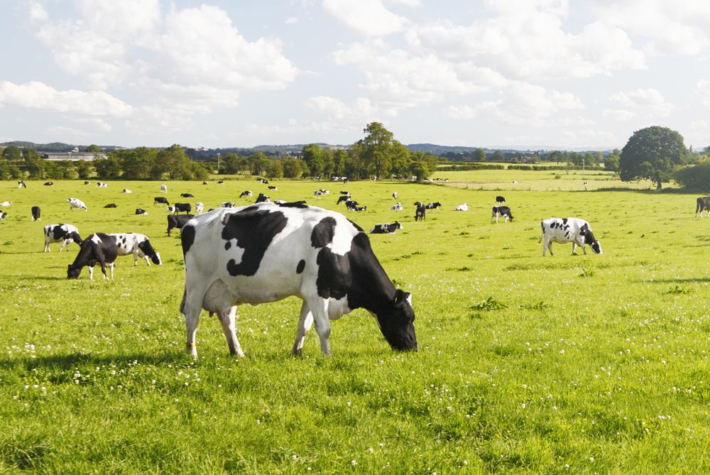 Dairy cattle in paddock with electric fencing.