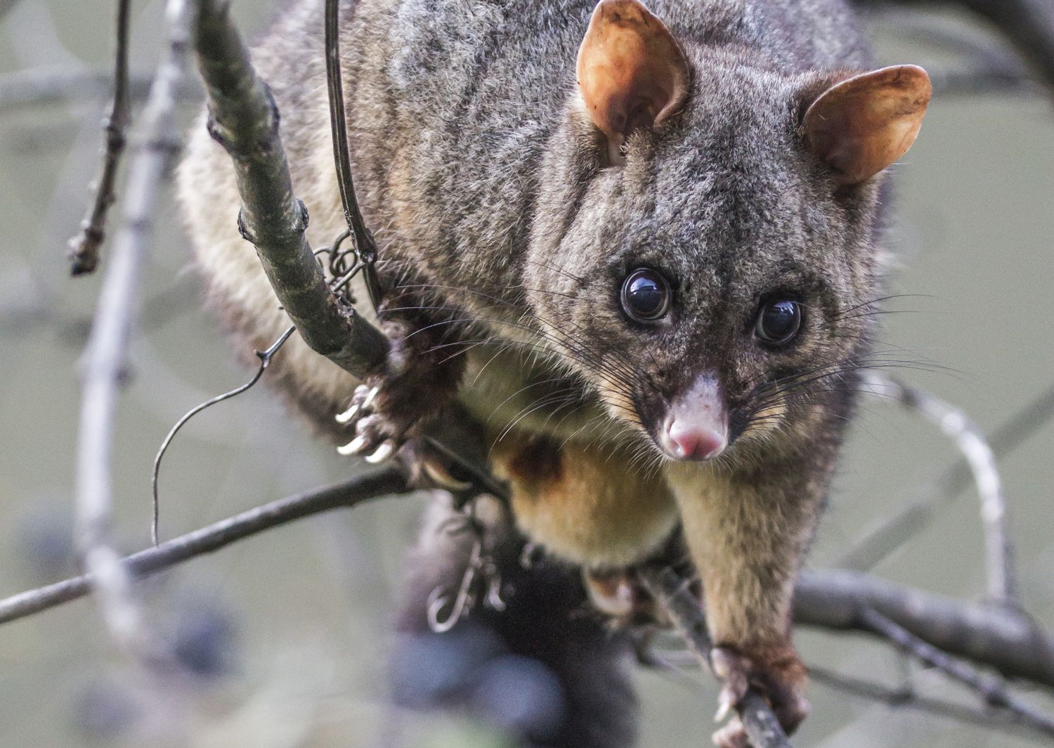 Possum looking for food: new shoots of a deciduous tree.