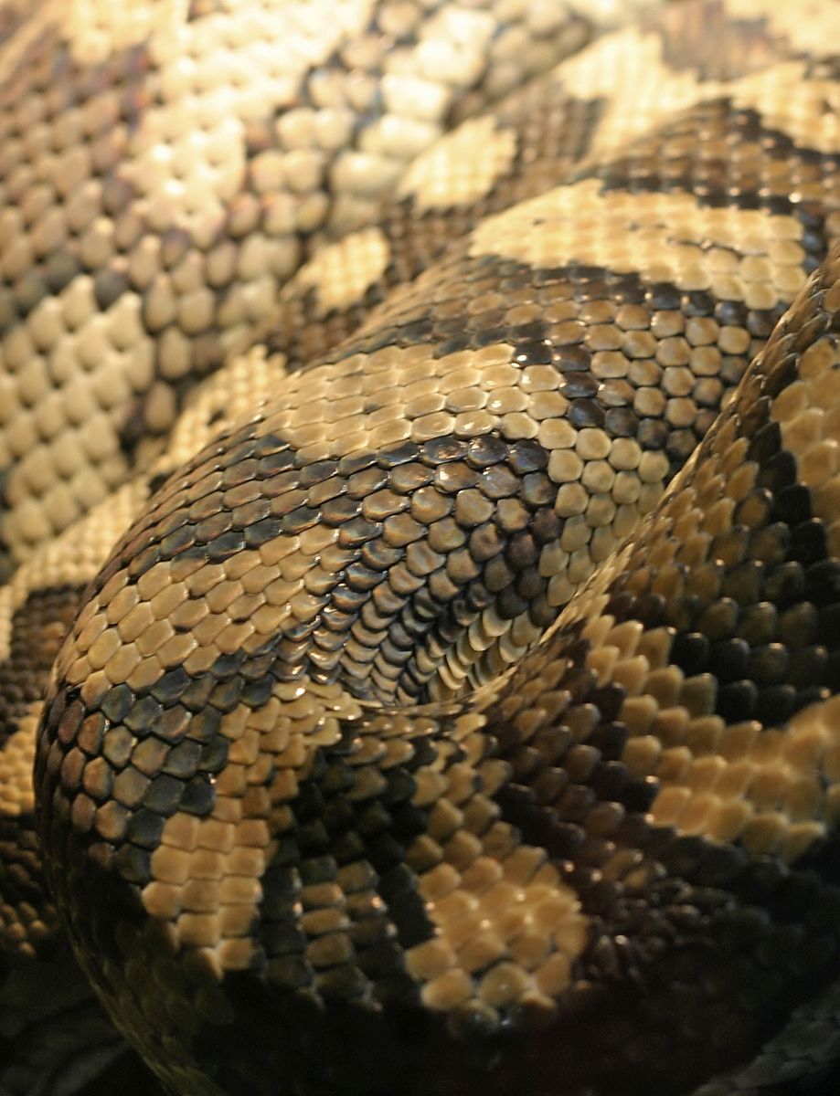 Brown coloured snake skin.