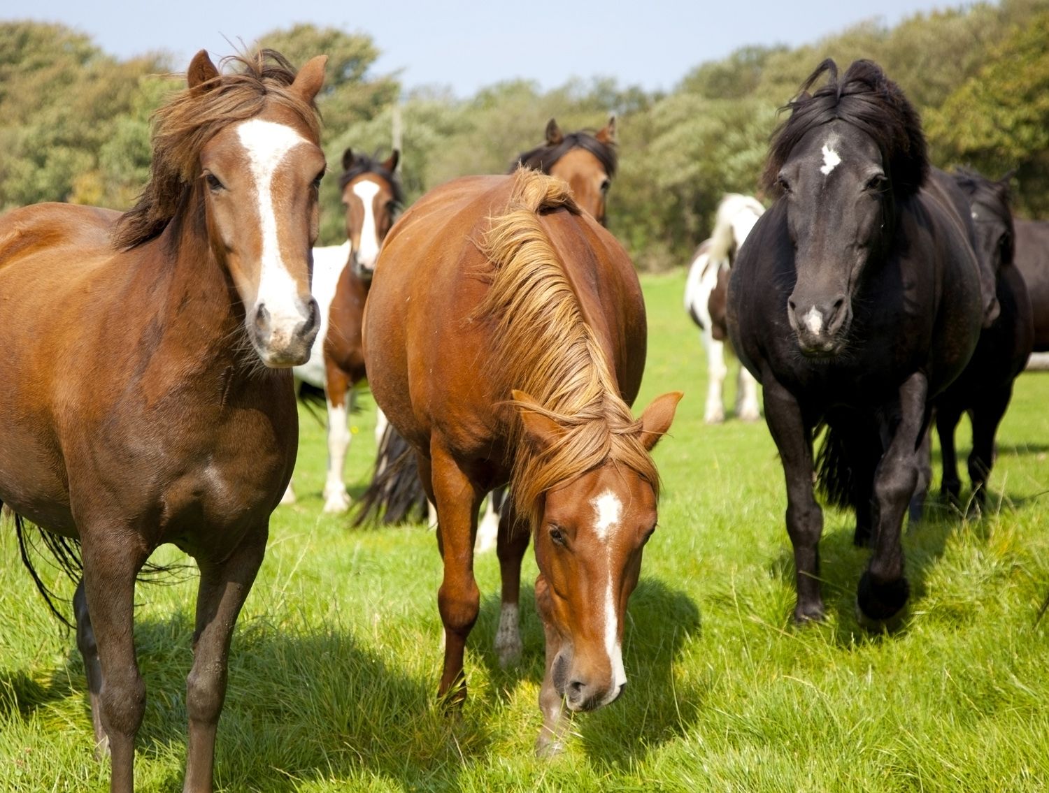 A group of horses with electric fencing.