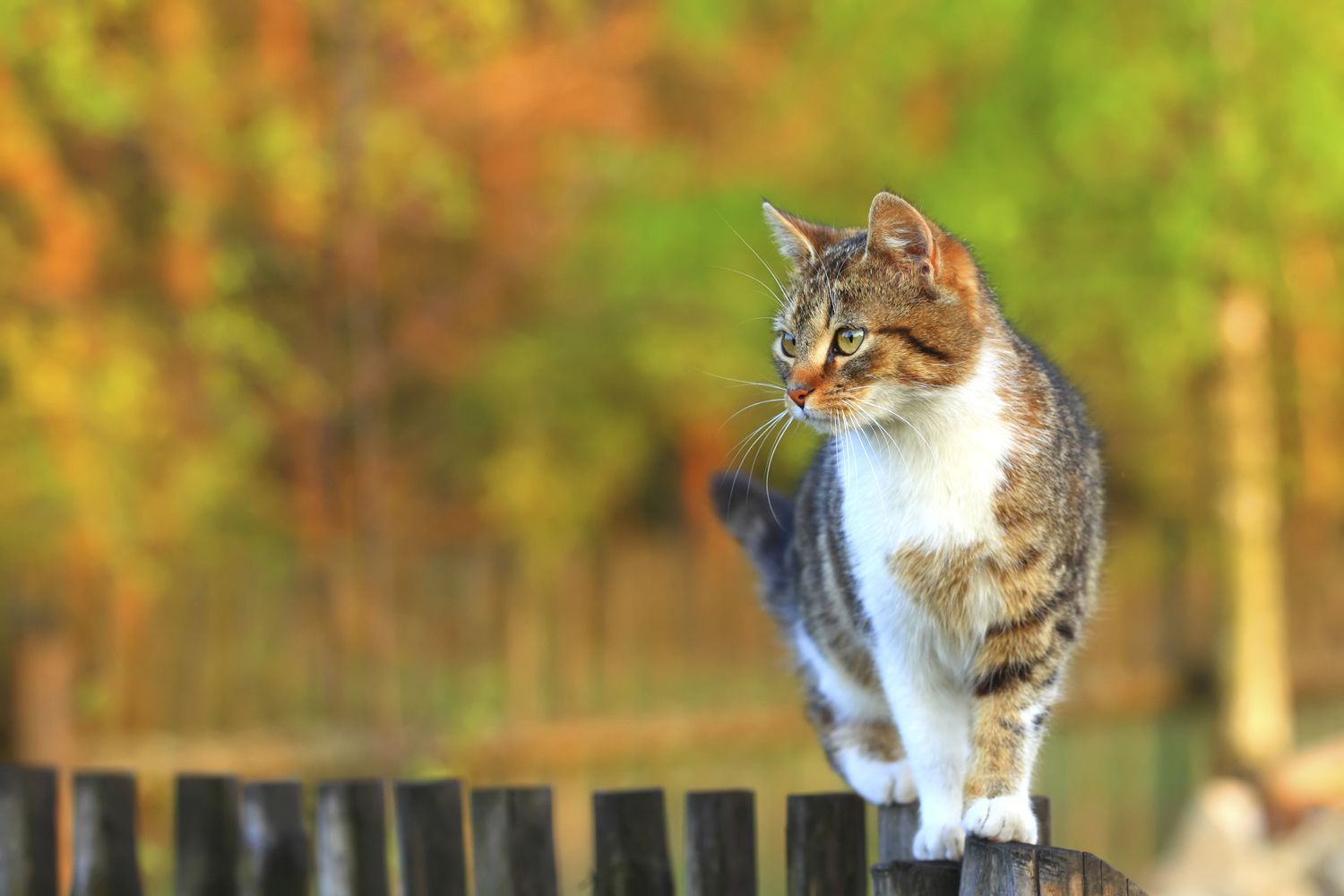 Cat standing on garden fence looking into the distance.