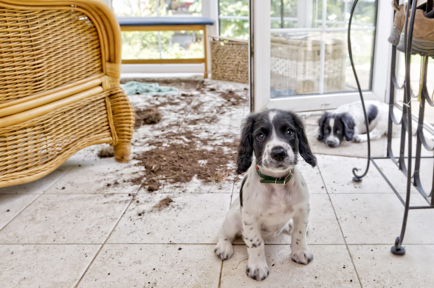 Two cute puppies while playing have knocked over a plant pot with soil over the floor.