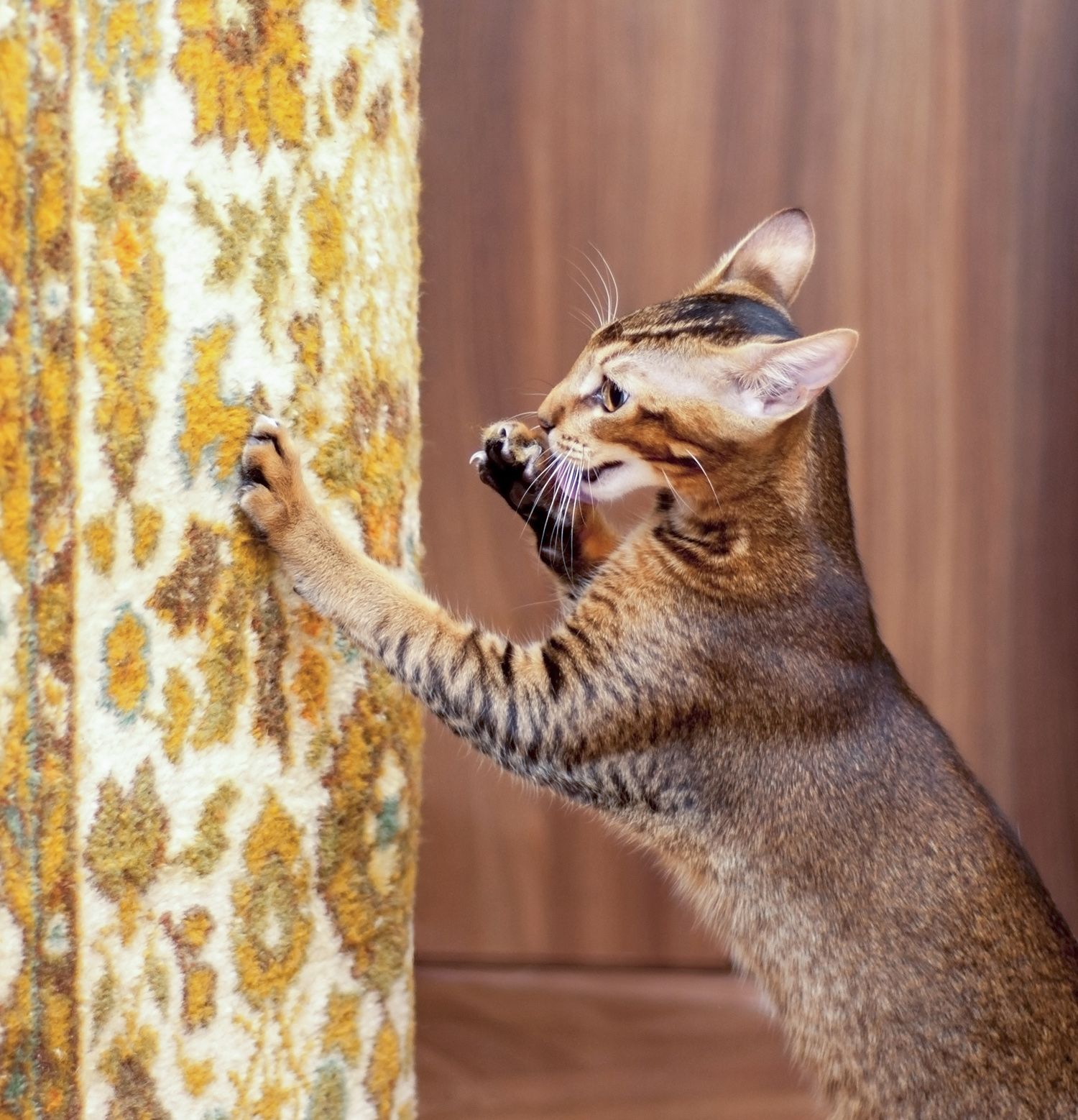 Cat with wild expression scratching furniture.