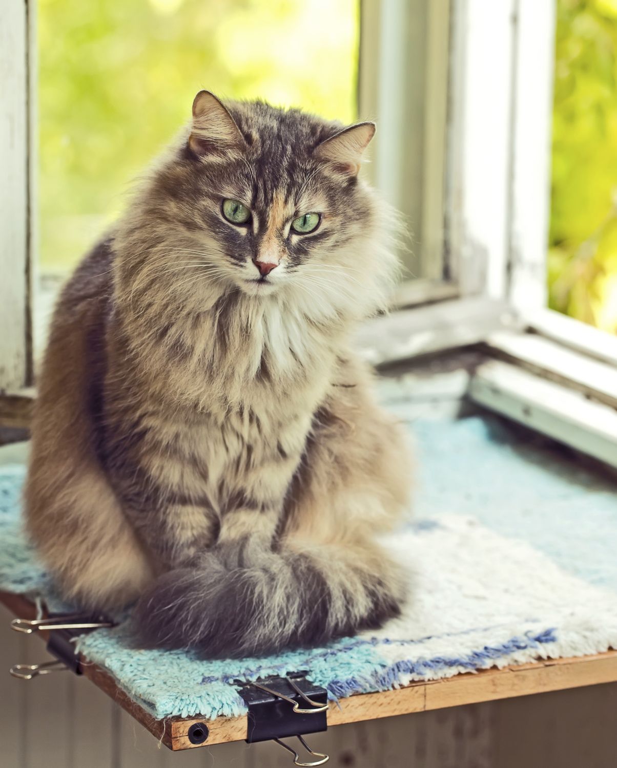 Cat sitting on a table mat.