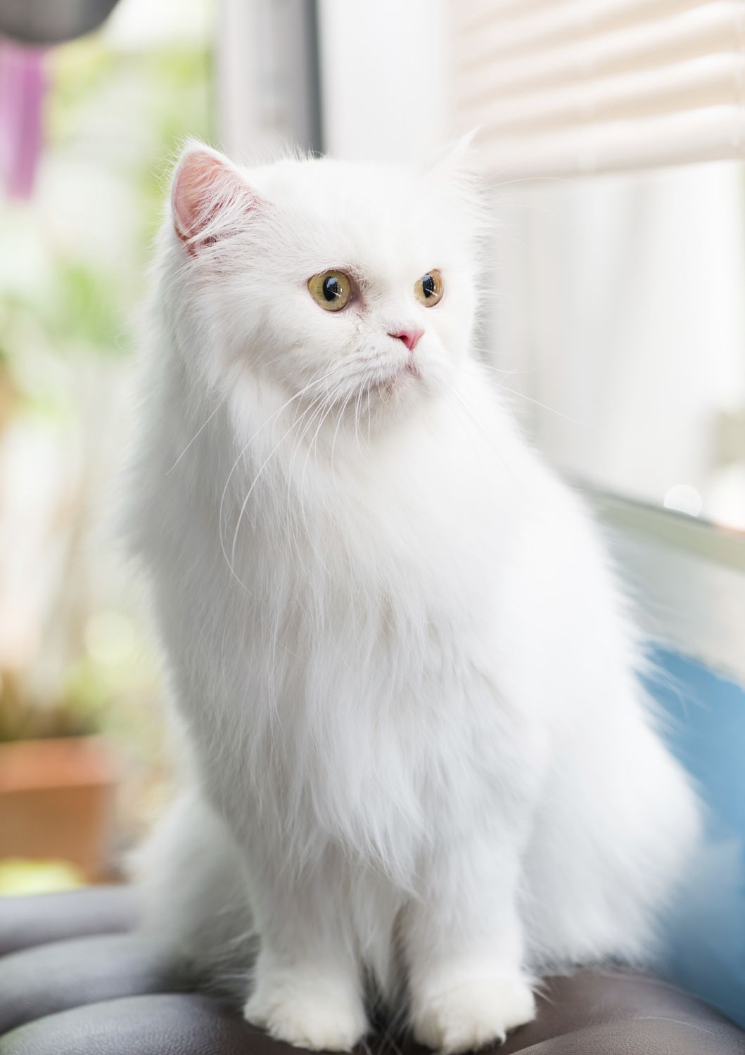 Cute fluffy cat sitting on furniture.