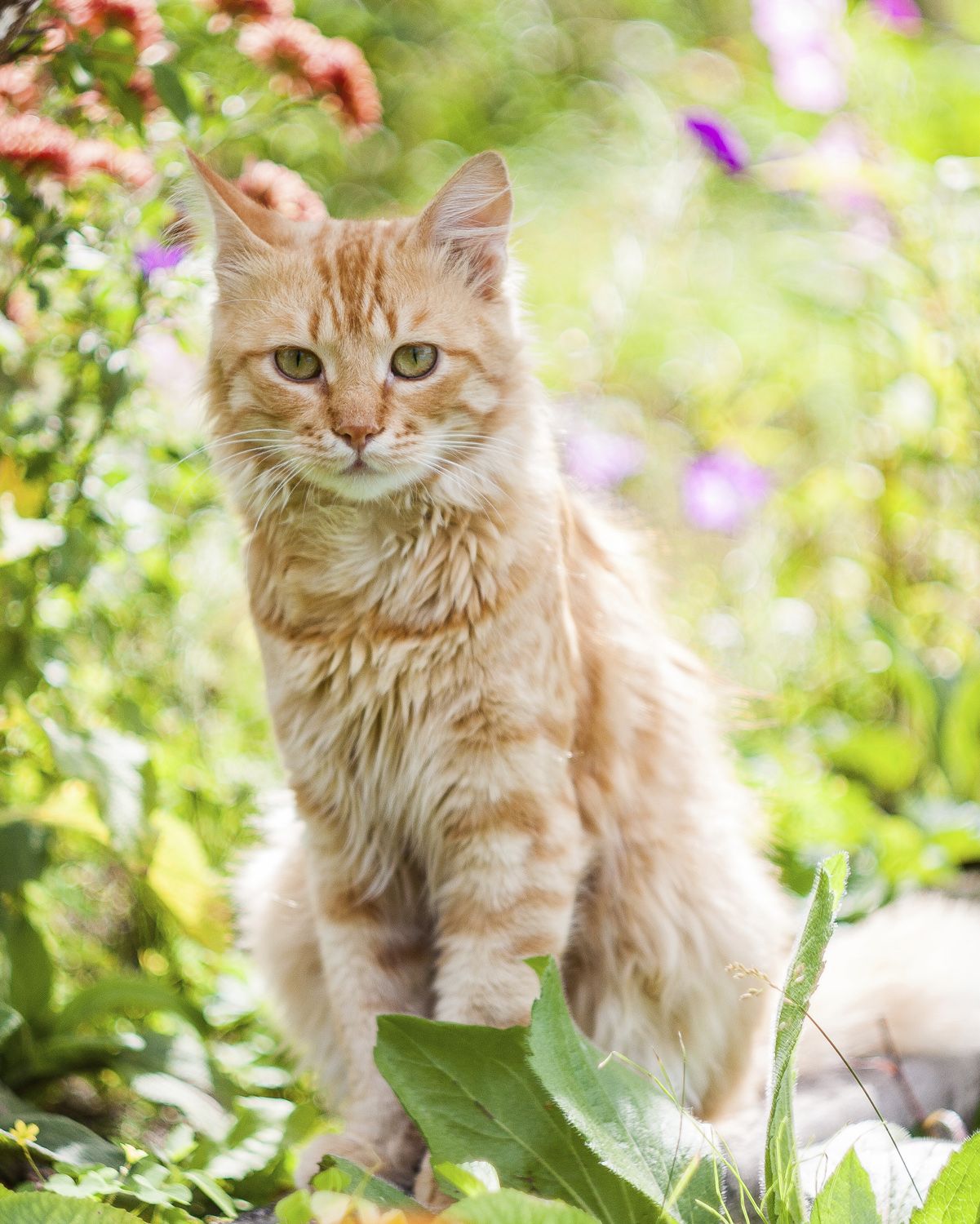 Unwelcome neighbourhood cat visiting a garden.
