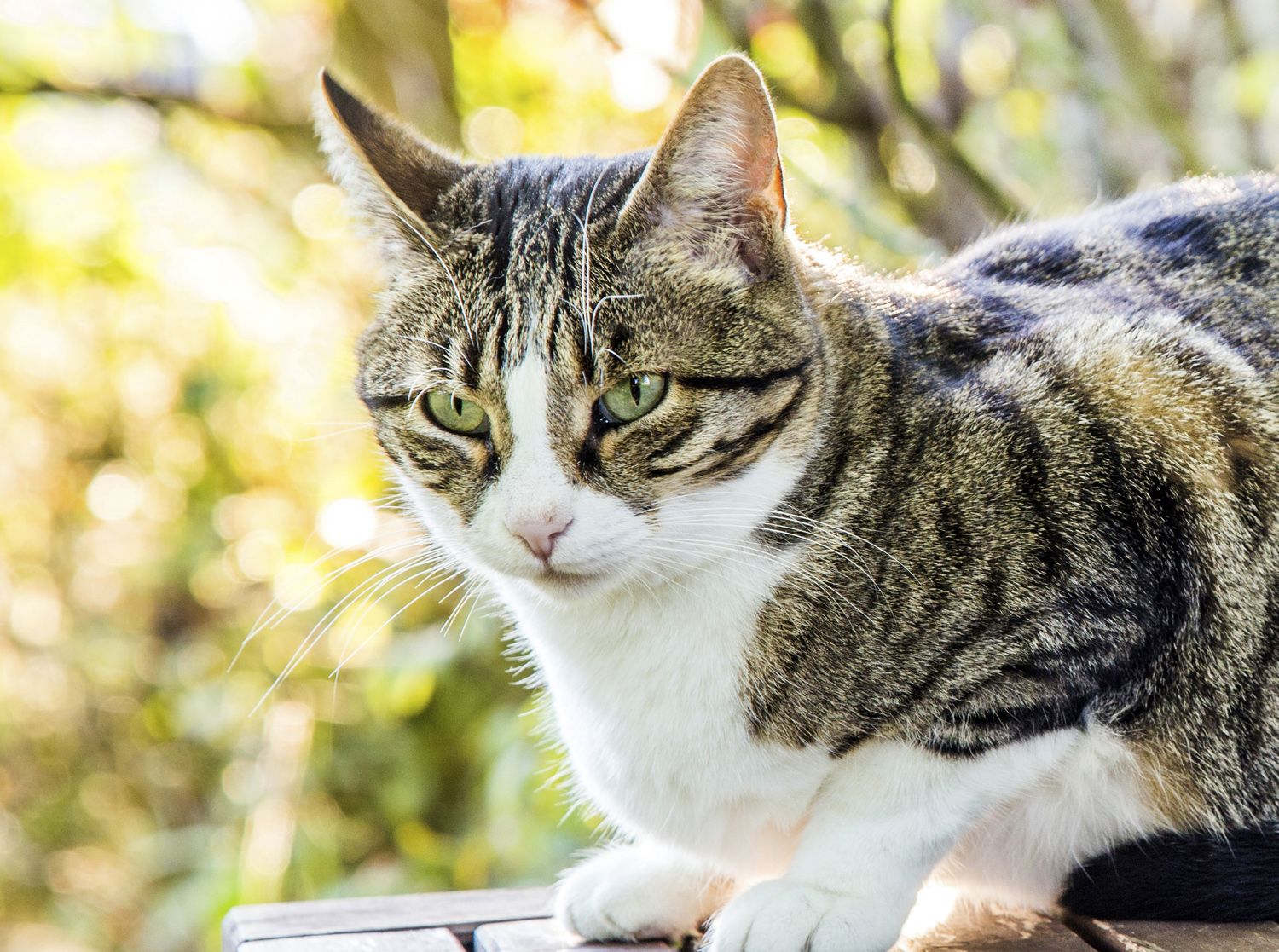 Cat sitting in garden.