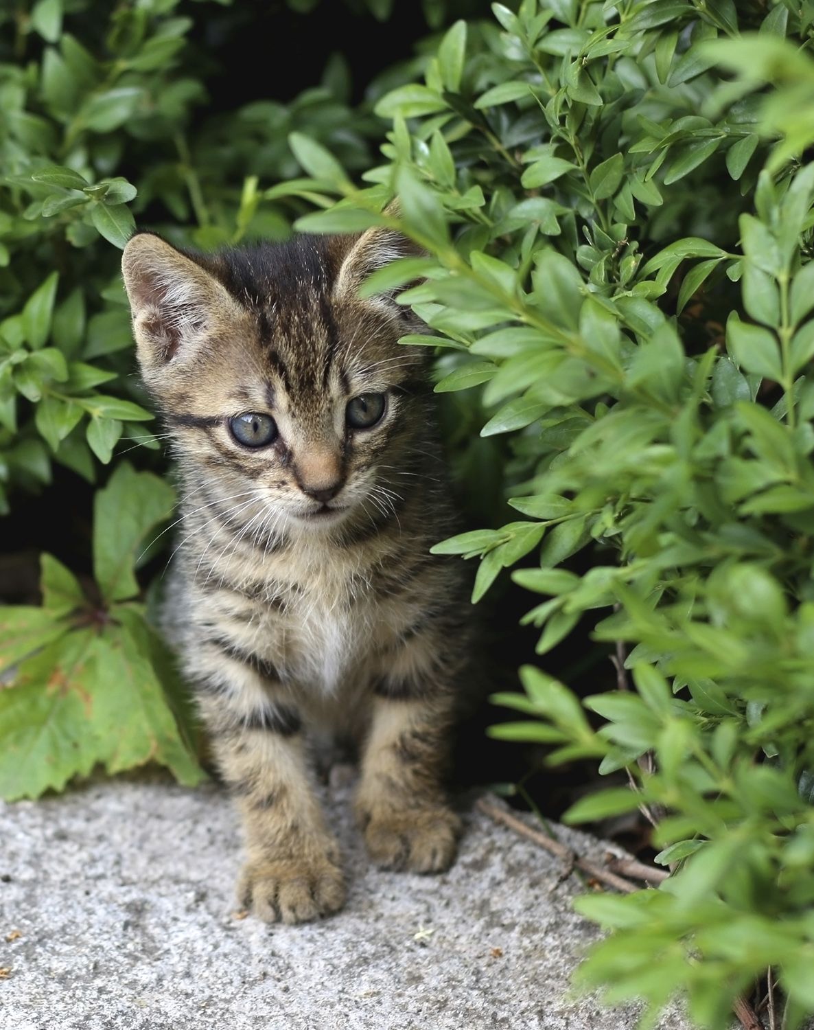 Kitten in garden.
