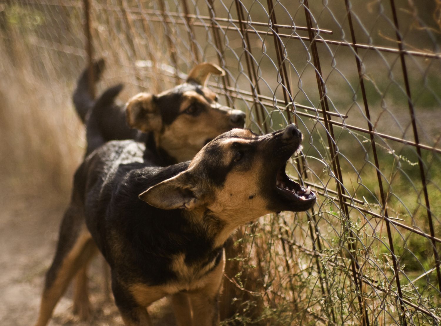 Two neighbours dogs aggresively barking through the fence.