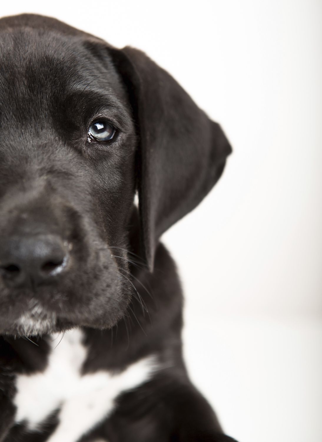 Sad looking dog that may have just been whining or crying.