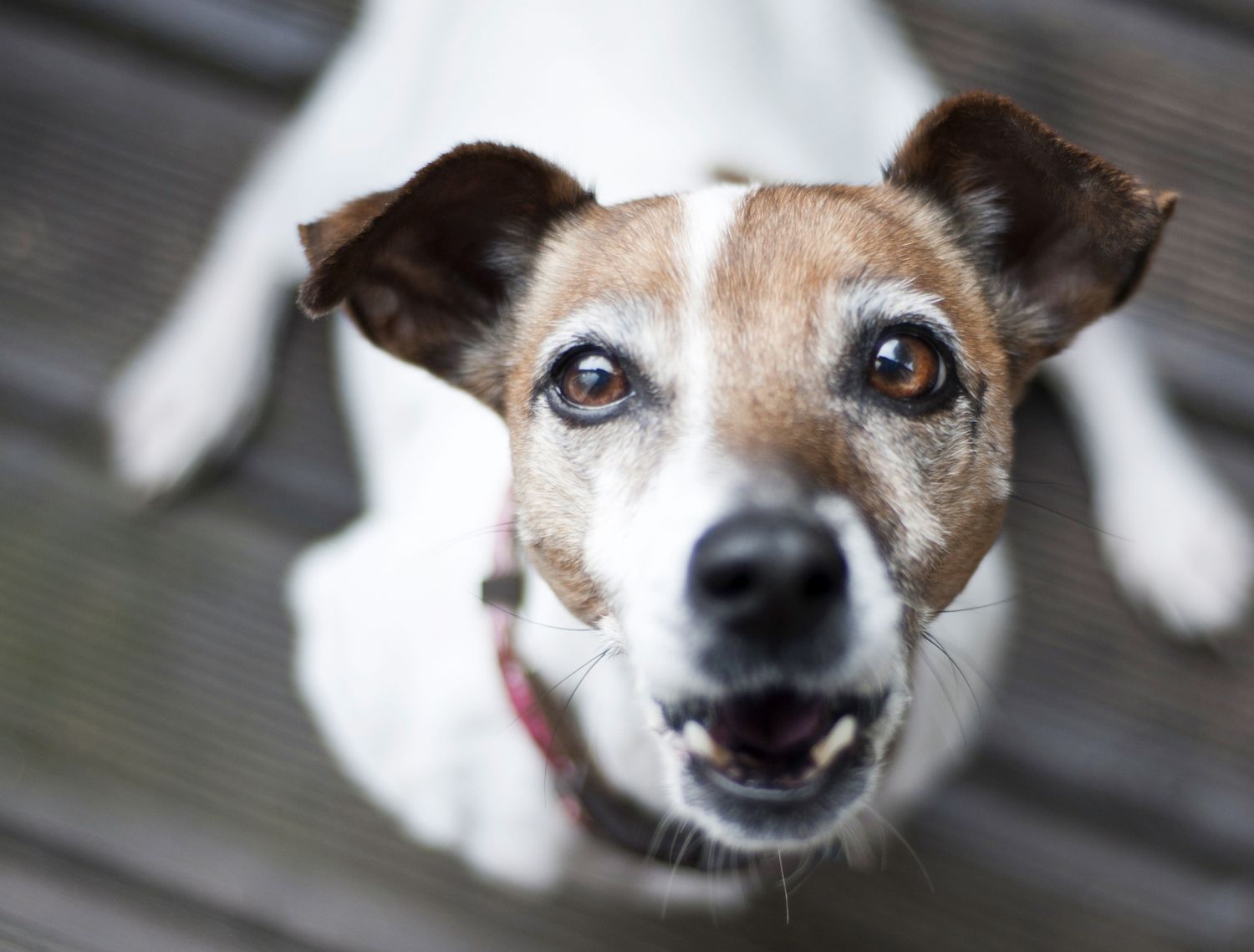 Cute fox terrier barking at night.