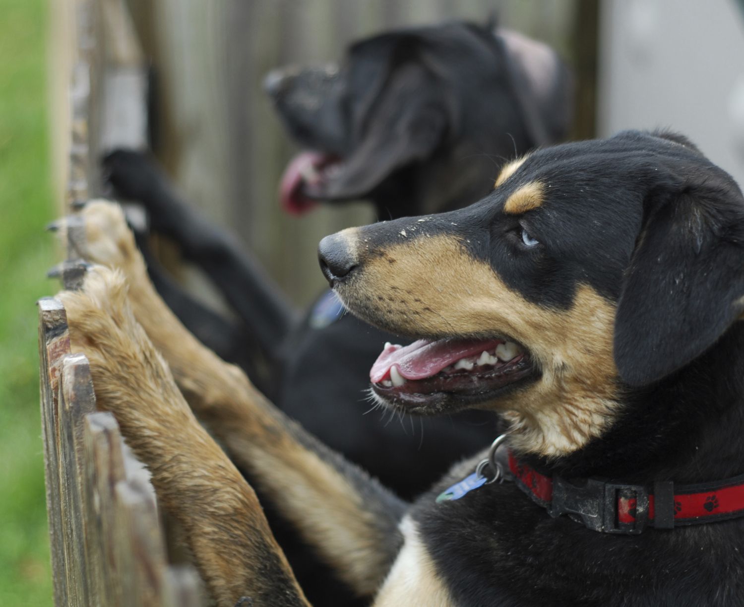 Two dogs standing on hind legs looking over the fence. Fence is leaning outwards because the dogs are gradually damaging it.