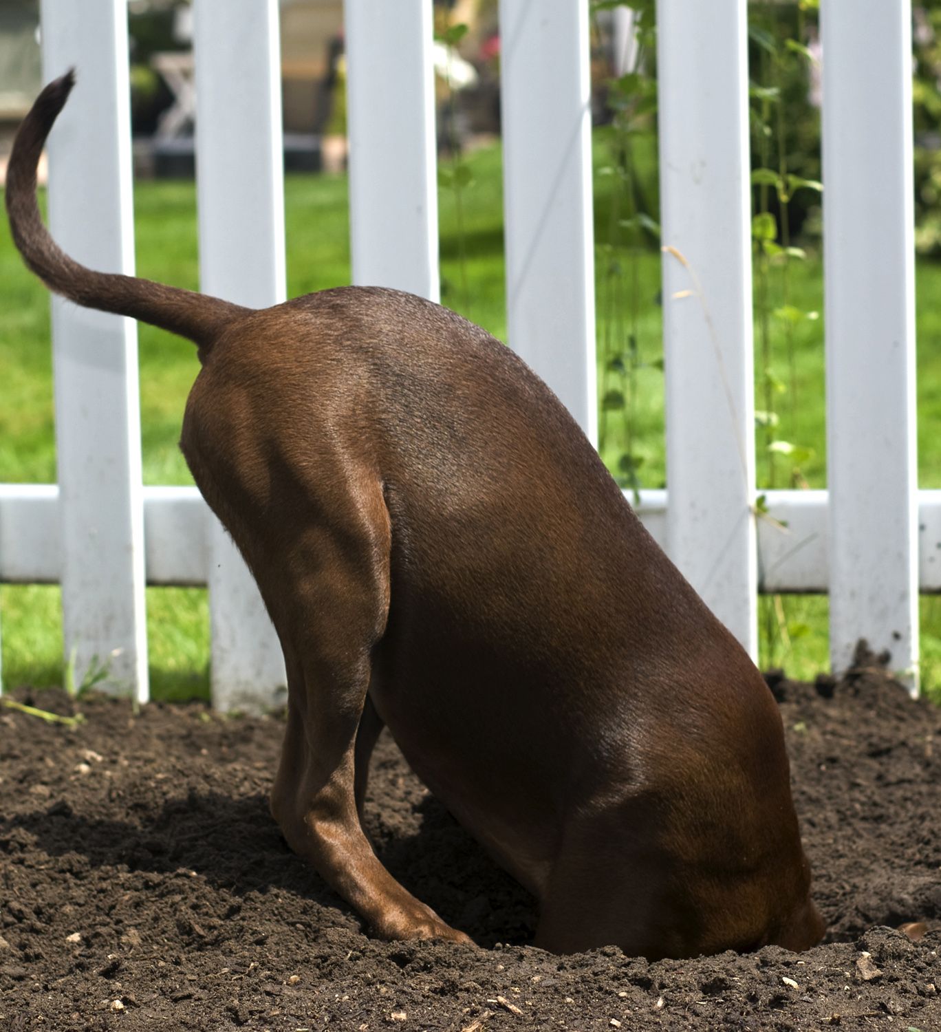 Dog digging a hole next to a fence with his head in the hole.