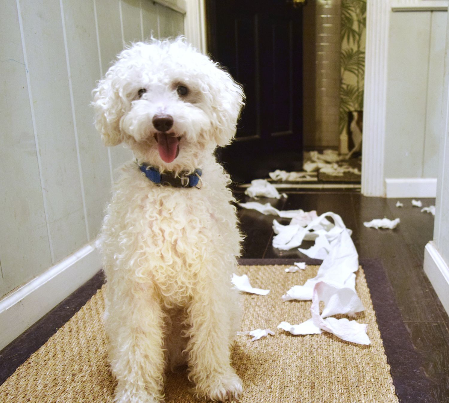 Funny cute poodle has just exited the bathroom with a toilet paper roll that he has chewed.