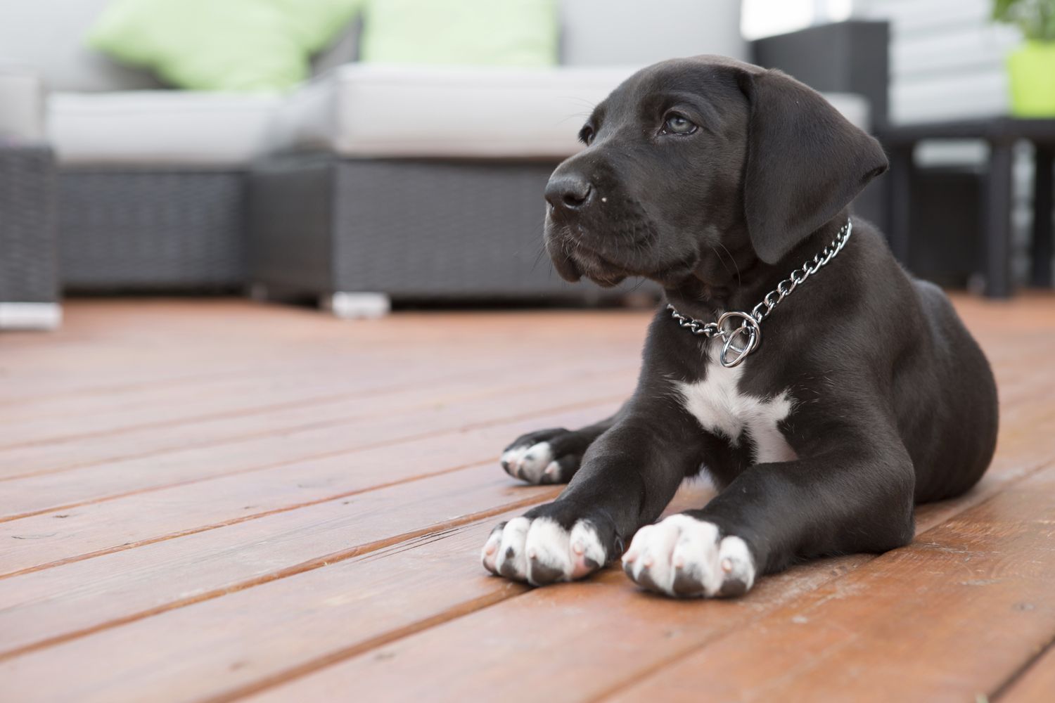 Innocent puppy sitting quietly perhaps thinking about what he could chew.