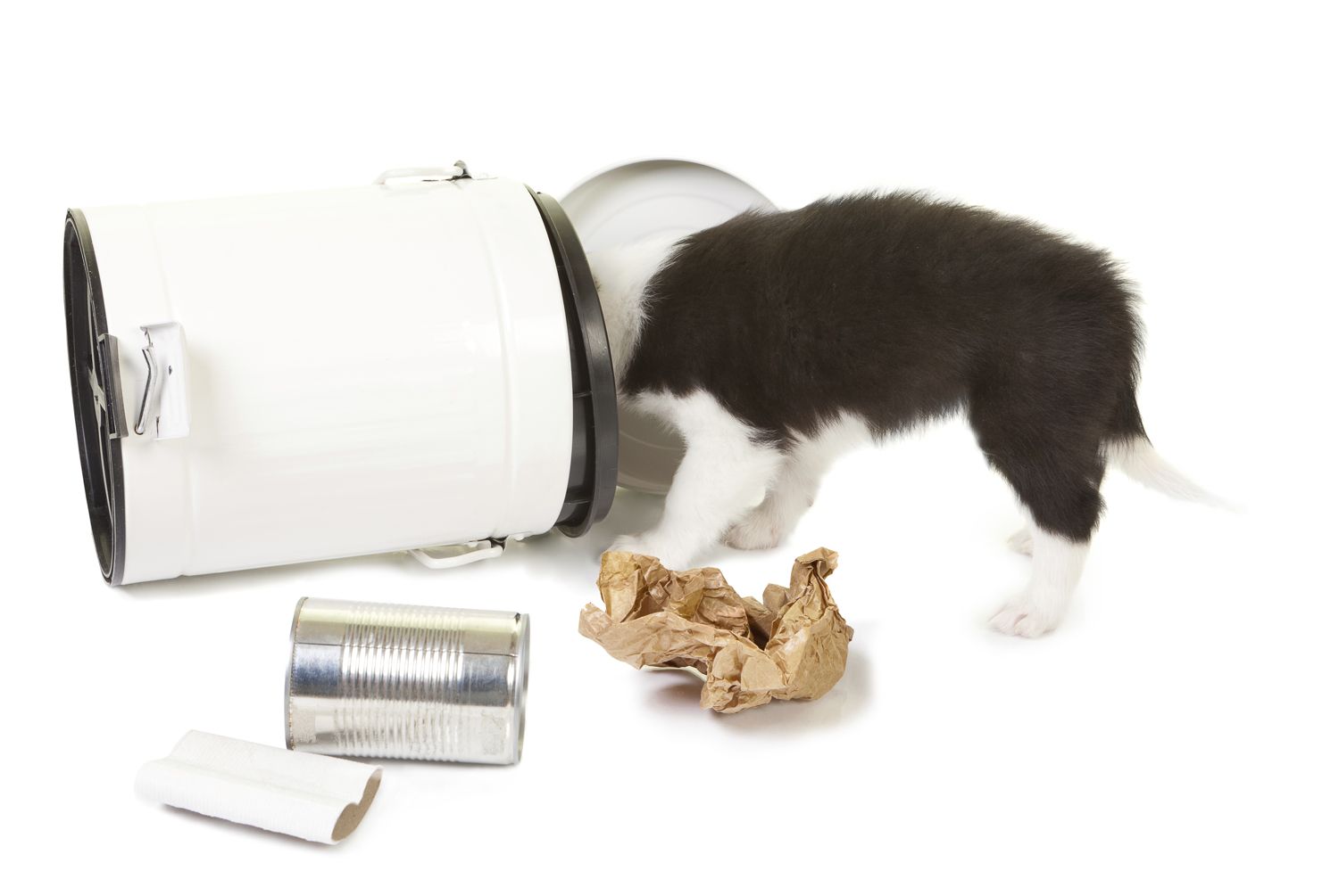 Puppy has knocked over the waste (trash) bin looking for food scraps.