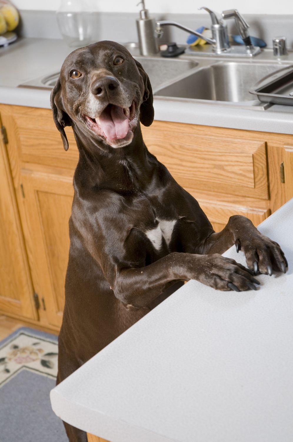 Dog standing up against the kitchen countertop looking for food.