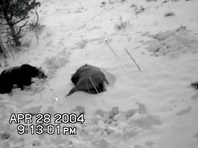 Electric fence protecting campers food supply from bears. Night camera shows bear testing the electric fence.