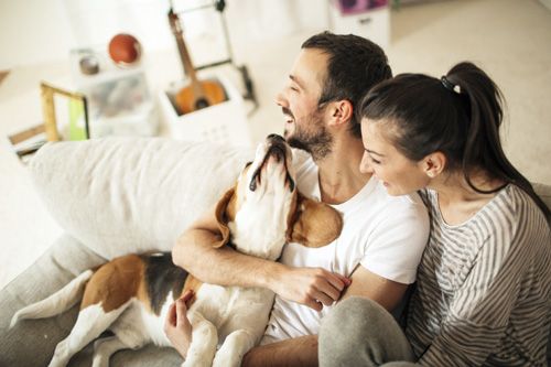 Man and woman laughing sitting on sofa with a beagle.
